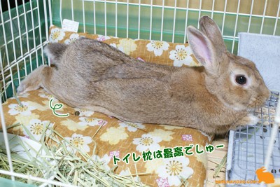 トイレ枕は最高