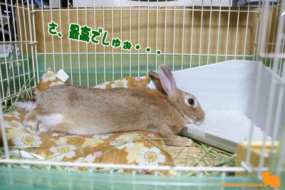 さ、最高でしゅ・・・