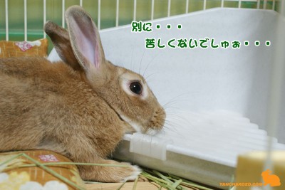 苦しくないでしゅぉ