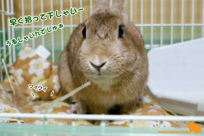 拾って下しゃい