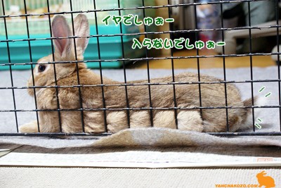 入らないでしゅぉー