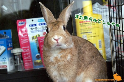 悪巧みでしゅかぁ