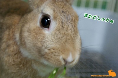 またでしゅかぁ