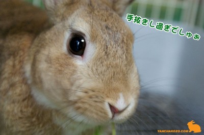 手抜きし過ぎでしゅぉ