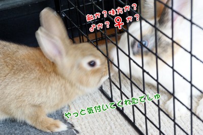 Choco待ってました