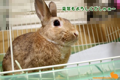 来年もよろしく