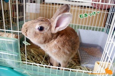 右は大丈夫でしゅぉ