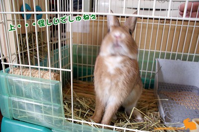 上が怪しいでしゅぉ