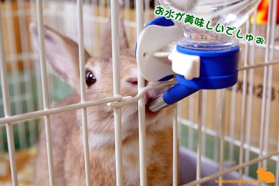 お水が美味しいでしゅ
