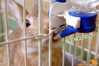 ごきゅごきゅでしゅ