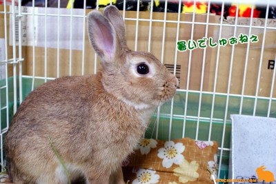 暑いでしゅ