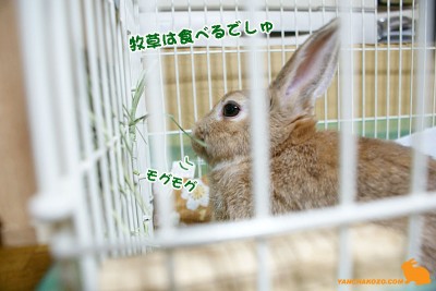 牧草は食べる