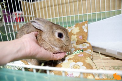 舐めたでしゅ