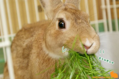 choco食べれるでしゅ