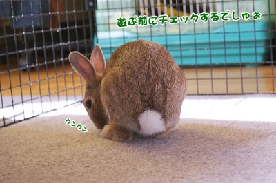 chocoチェック中