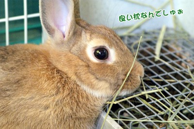 chocoトイレ枕