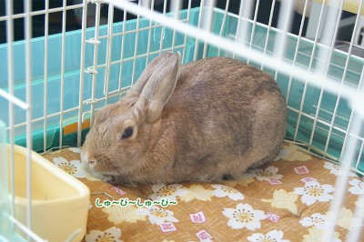 choco座蒲団で丸って寝る