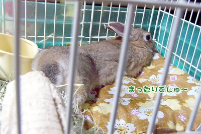 chocoリラックス中でしゅぉ