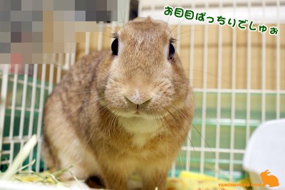 お目目ぱっちり