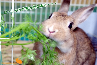 ニンジン葉アムッ
