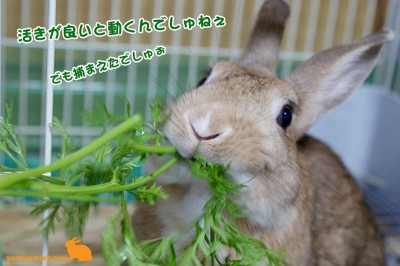 活きが良いんでしゅねぇ