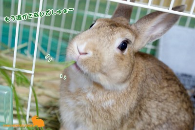 逃がさないでしゅぉ