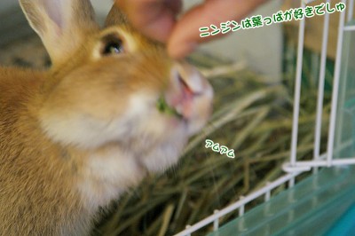 choco大好きニンジン葉