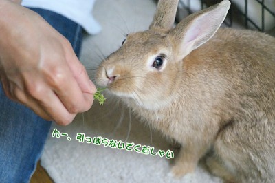 choco美味しいニンジン葉