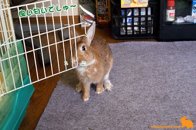 匂いの確認