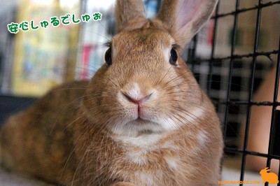 安心しゅるでしゅぉ