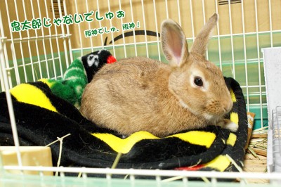 chocoひざ掛け