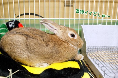 chocoぬくぬく？
