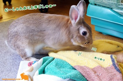 choco穴掘りは得意！？