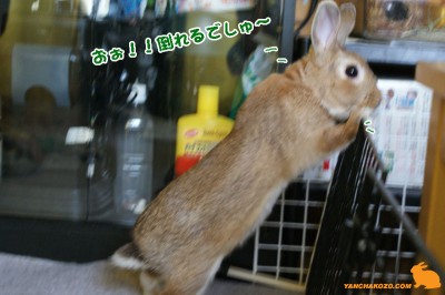 choco倒れるでしゅ～