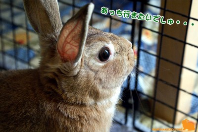 chocoあっち行きたいでしゅ