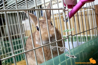 ぺロッ! ぺロッ!