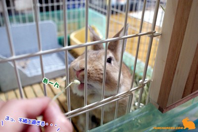ぶっさいく ぶっさいく