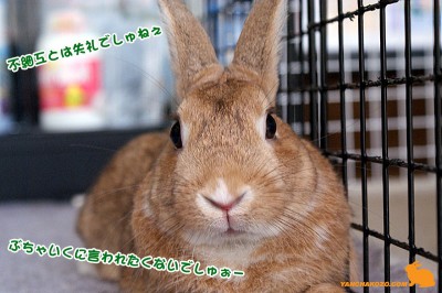 失礼でしゅぉー 失礼でしゅぉー
