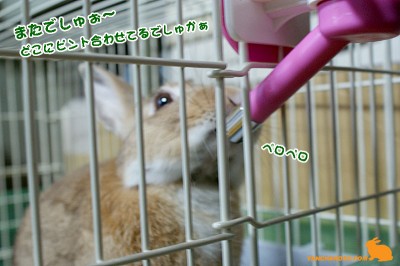 またでしゅー またでしゅー