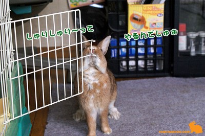 しゅりしゅり～って