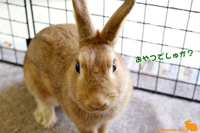 おやつでしゅか？