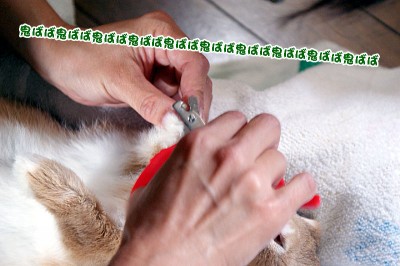 パッチン開始 パッチン開始
