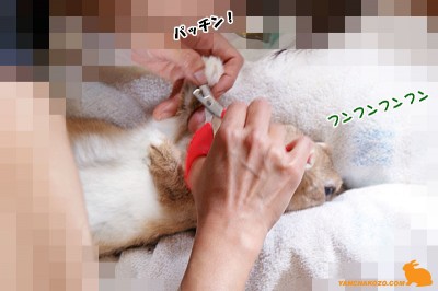 お鼻がフンフンフン お鼻がフンフンフン