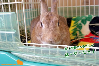 chocoは・や・く！