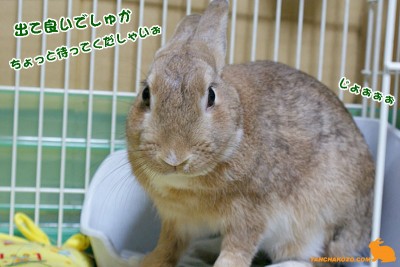 ちょっと待ってくだしゃいぉ