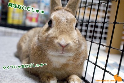 興味ないでしゅ