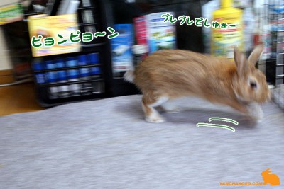 ピョンピョンブレブレ