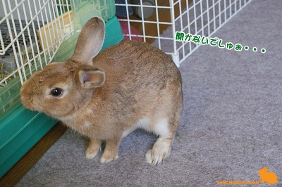 もっと閉まっちゃうでしゅぉ~ もっと閉まっちゃうでしゅぉ~