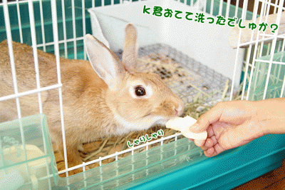 chocoりんご
