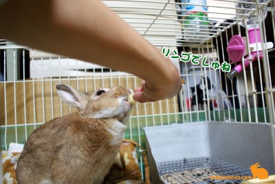 リンゴでしゅね